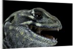 Leiolepis belliana (butterfly lizard) by Anonymous