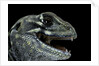 Leiolepis belliana (butterfly lizard) by Anonymous