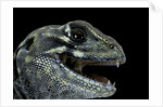 Leiolepis belliana (butterfly lizard) by Anonymous