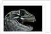 Leiolepis belliana (butterfly lizard) by Anonymous