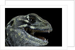 Leiolepis belliana (butterfly lizard) by Anonymous