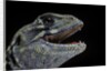 Leiolepis belliana (butterfly lizard) by Anonymous