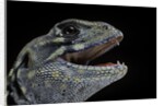 Leiolepis belliana (butterfly lizard) by Anonymous