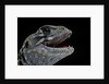 Leiolepis belliana (butterfly lizard) by Anonymous