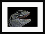 Leiolepis belliana (butterfly lizard) by Anonymous