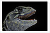 Leiolepis belliana (butterfly lizard) by Anonymous