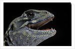 Leiolepis belliana (butterfly lizard) by Anonymous