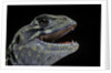 Leiolepis belliana (butterfly lizard) by Anonymous
