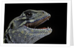 Leiolepis belliana (butterfly lizard) by Anonymous