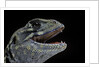 Leiolepis belliana (butterfly lizard) by Anonymous