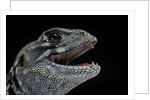 Leiolepis belliana (butterfly lizard) by Anonymous