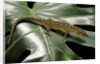 Lepidophyma flavimaculatum (bark lizard) by Anonymous