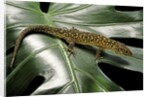 Lepidophyma flavimaculatum (bark lizard) by Anonymous