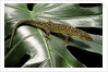 Lepidophyma flavimaculatum (bark lizard) by Anonymous