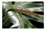 Lepidophyma flavimaculatum (bark lizard) by Anonymous