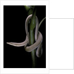 Lialis jicari (New Guinea snake-lizard) by Anonymous