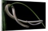 Lialis jicari (New Guinea snake-lizard) by Anonymous