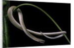 Lialis jicari (New Guinea snake-lizard) by Anonymous