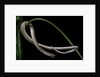 Lialis jicari (New Guinea snake-lizard) by Anonymous