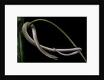 Lialis jicari (New Guinea snake-lizard) by Anonymous