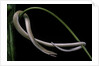 Lialis jicari (New Guinea snake-lizard) by Anonymous