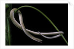 Lialis jicari (New Guinea snake-lizard) by Anonymous