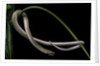 Lialis jicari (New Guinea snake-lizard) by Anonymous