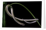 Lialis jicari (New Guinea snake-lizard) by Anonymous