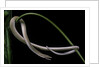 Lialis jicari (New Guinea snake-lizard) by Anonymous