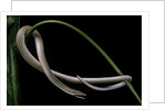 Lialis jicari (New Guinea snake-lizard) by Anonymous
