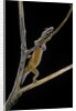 Lygodactylus gutturalis (dwarf gecko) by Anonymous