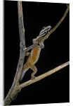 Lygodactylus gutturalis (dwarf gecko) by Anonymous