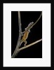 Lygodactylus gutturalis (dwarf gecko) by Anonymous