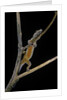 Lygodactylus gutturalis (dwarf gecko) by Anonymous
