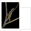 Lygodactylus gutturalis (dwarf gecko) by Anonymous