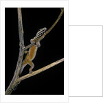 Lygodactylus gutturalis (dwarf gecko) by Anonymous