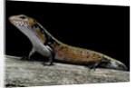 Lepidothyris (Riopa) fernandi (true fire skink) by Anonymous