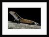 Lepidothyris (Riopa) fernandi (true fire skink) by Anonymous