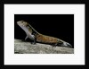 Lepidothyris (Riopa) fernandi (true fire skink) by Corbis