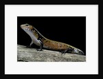 Lepidothyris (Riopa) fernandi (true fire skink) by Anonymous