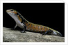 Lepidothyris (Riopa) fernandi (true fire skink) by Anonymous