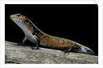 Lepidothyris (Riopa) fernandi (true fire skink) by Anonymous