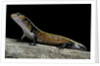 Lepidothyris (Riopa) fernandi (true fire skink) by Corbis