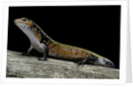 Lepidothyris (Riopa) fernandi (true fire skink) by Anonymous