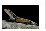 Lepidothyris (Riopa) fernandi (true fire skink) by Anonymous