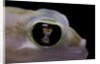 Palmatogecko rangei (Namib sand gecko) - eye by Anonymous