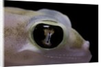 Palmatogecko rangei (Namib sand gecko) - eye by Anonymous