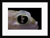 Palmatogecko rangei (Namib sand gecko) - eye by Anonymous