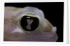 Palmatogecko rangei (Namib sand gecko) - eye by Anonymous