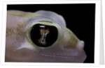 Palmatogecko rangei (Namib sand gecko) - eye by Anonymous